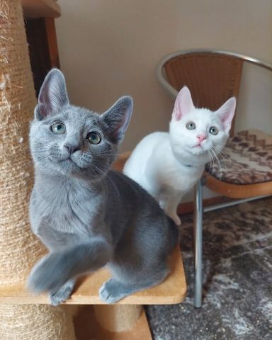 Reinrassige Russisch Blau Katzen 