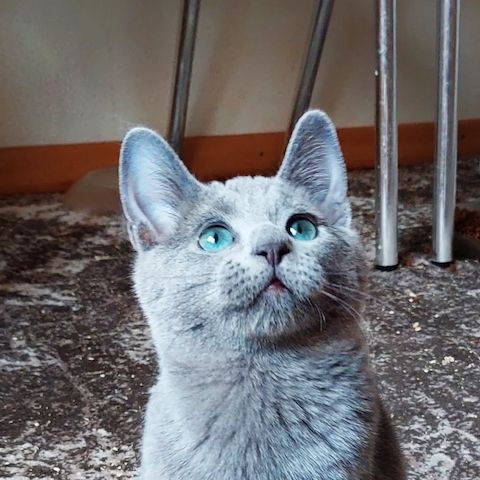 Reinrassige Russisch Blau Katzen 