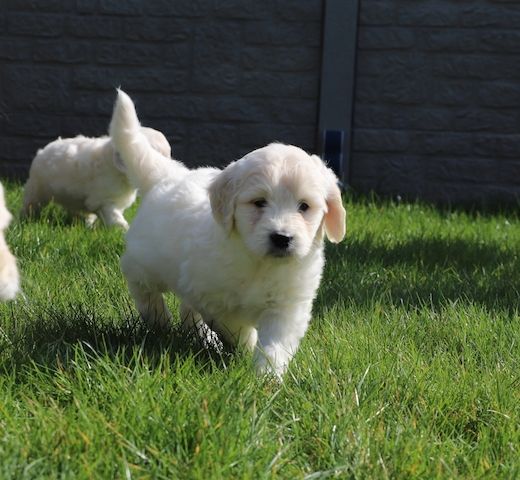 Golden Retriever Babys in bestes Endzuhause abzugeben