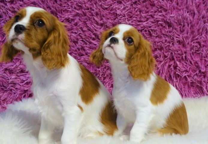 Traumhafte Superkleine Erhältlich Cavalier-King-Charles Spaniel mit Papieren