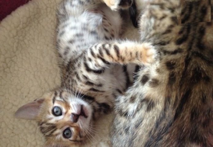 Niedliche exotische Bengalkätzchen