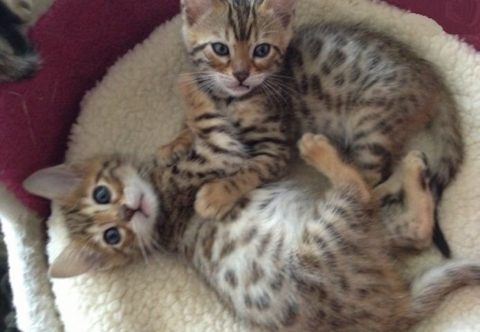 Niedliche exotische Bengalkätzchen