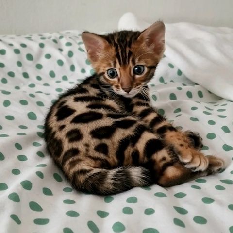 Bengalkätzchen zur Adoption