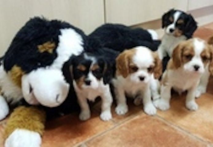 Cavalier King Charles Welpen