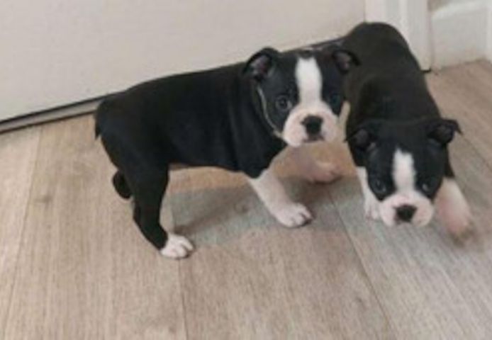 Boston Terrier Welpen