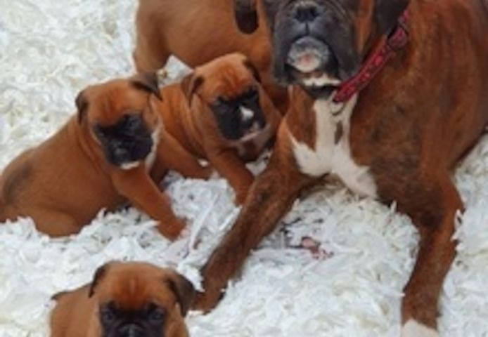 Boxerwelpen