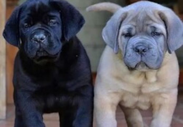 Cane Corso Welpen