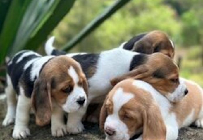Beagle-Welpen