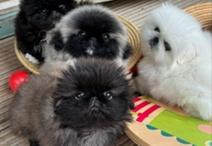 Pekinesenwelpen