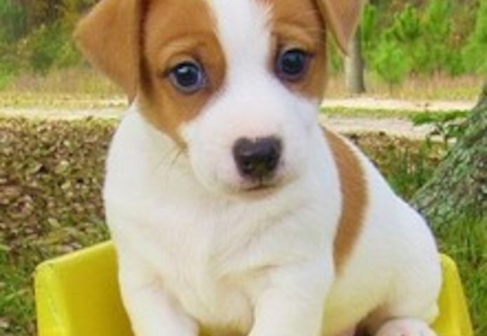 Jack Russell Welpen