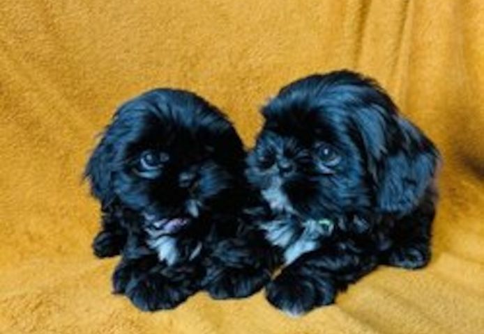 Shih-Tzu-Welpen