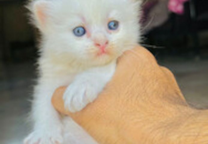 Weiße Perserkätzchen