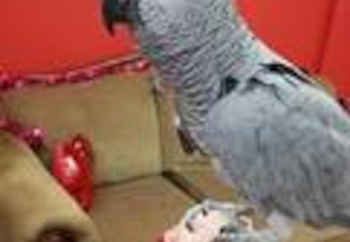 Graupapageienpaar mit Käfig