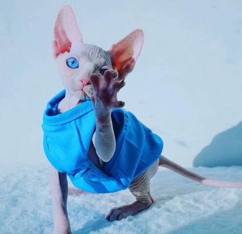 Süßes Sphynx-Baby sucht die perfekte Familie Whatsapp: +48 721-046-420