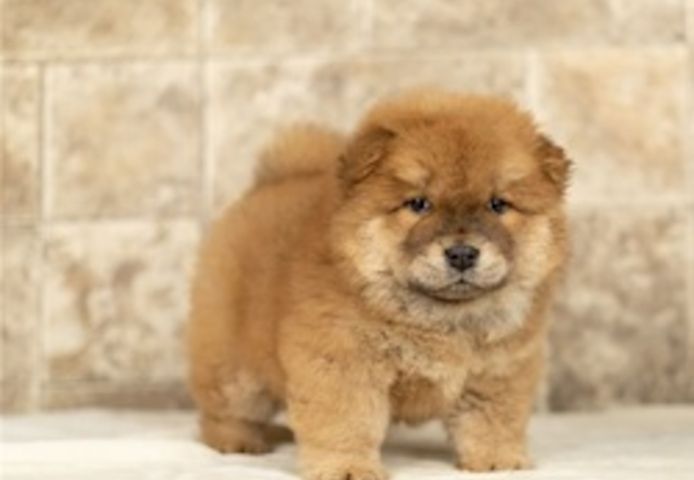 Wunderschöne Chow-Chow-Welpen