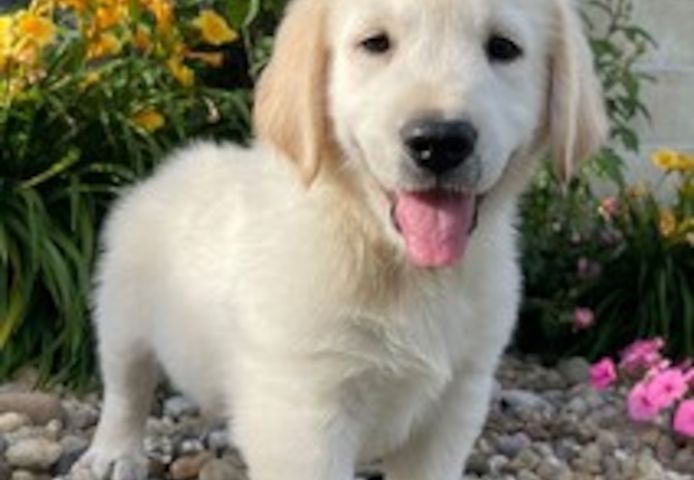 Golden Retriever Welpen