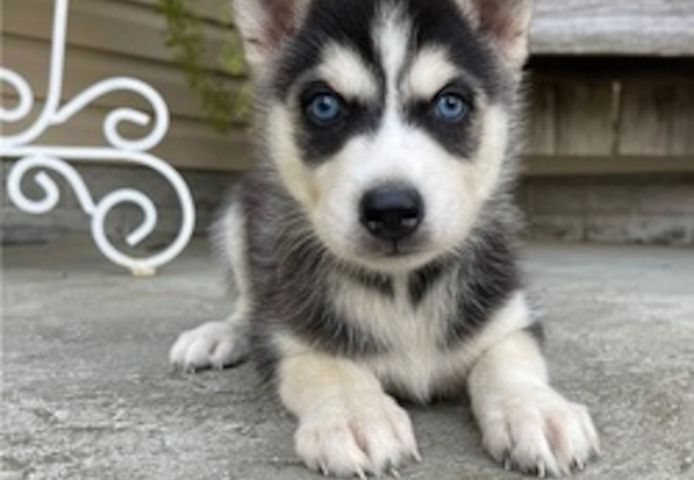 Sibirische Huskywelpen