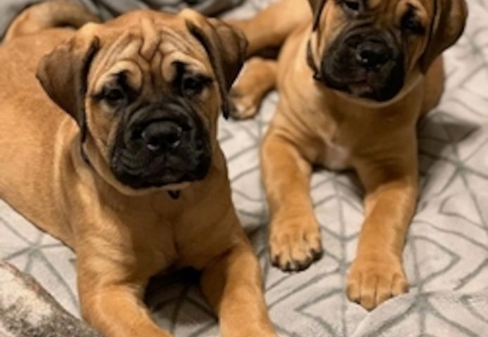 Wunderschöne Bullmastiff-Welpen