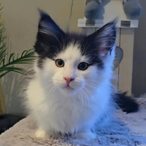 Der Letzte Traum Maine Coon Kitten im seltenen Felix Look