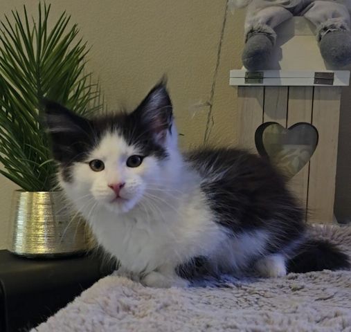 Der Letzte Traum Maine Coon Kitten im seltenen Felix Look