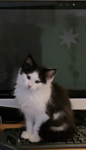 Der Letzte Traum Maine Coon Kitten im seltenen Felix Look