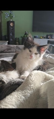 Der Letzte Traum Maine Coon Kitten im seltenen Felix Look