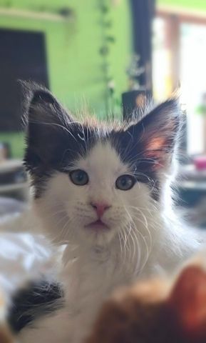 Der Letzte Traum Maine Coon Kitten im seltenen Felix Look