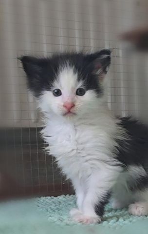 Der Letzte Traum Maine Coon Kitten im seltenen Felix Look