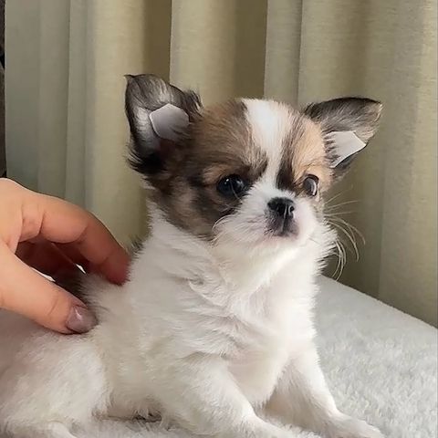 Chihuahua-Welpe zur Adoption