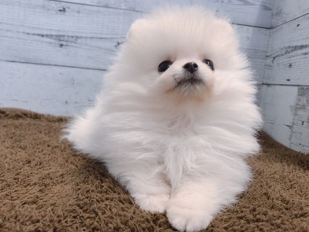 Pomeranian-Welpe zur Adoption