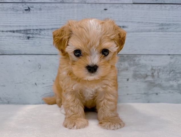 Weiblicher Pudel zur Adoption verfügbar