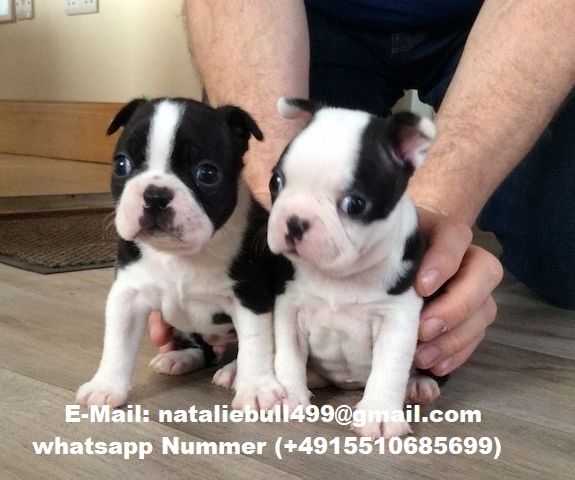 Boston Terrier Welpen