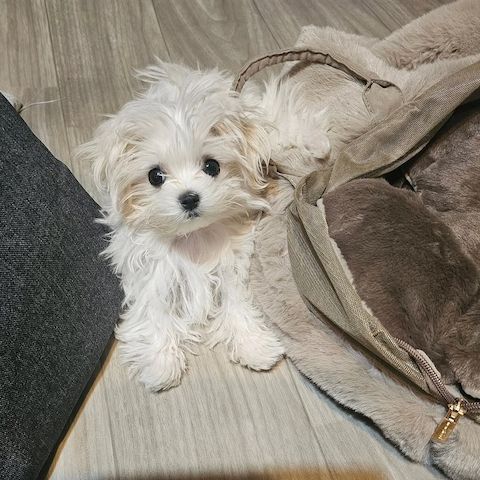 Malteserwelpe zur Adoption