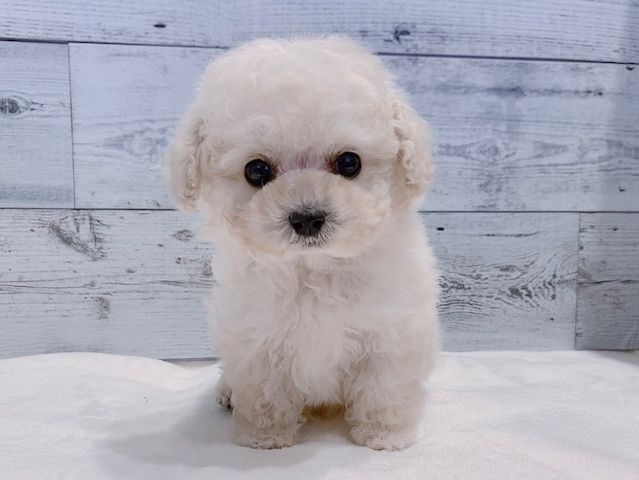 Weiblicher Pudel zur Adoption verfügbar