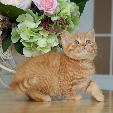 Britisch Kurzhaar Katzen zu verkaufen!