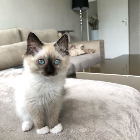 Ragdoll Katzen zu verkaufen!