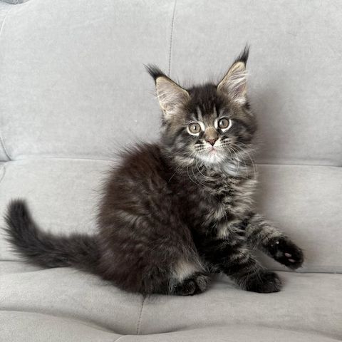 Maine Coon Katzen zu verkaufen!