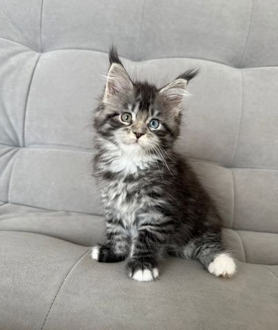 Maine Coon Katzen zu verkaufen!