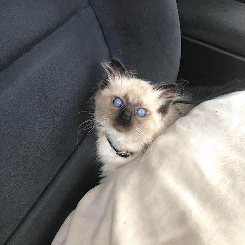 Ragdoll-Katzen zu verkaufen!