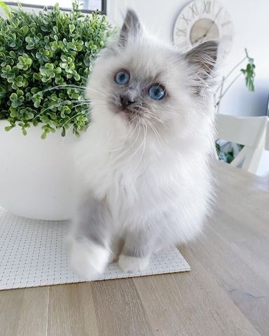 Ragdoll-Katzen zu verkaufen!