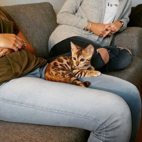 Bengalkatzen zu verkaufen!