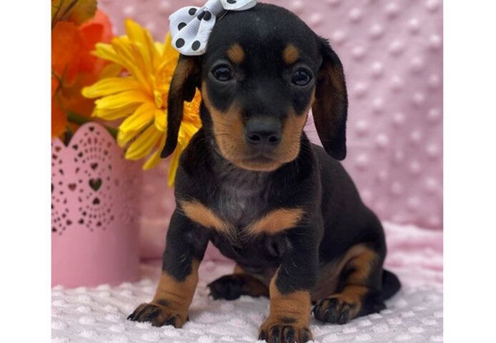 Lovely Teckel Welpen