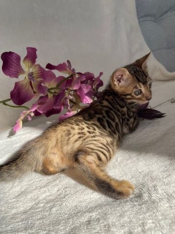 Superkleine Erhältlich  MiniLeoparden BengalKatzen mit Papieren***
