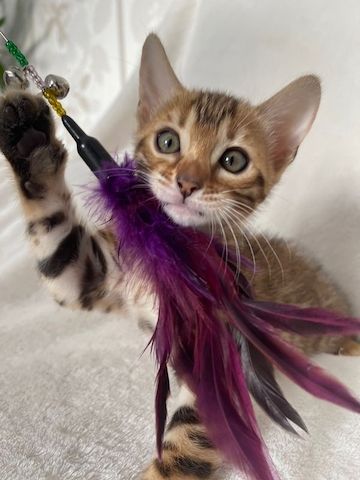 Superkleine Erhältlich  MiniLeoparden BengalKatzen mit Papieren***