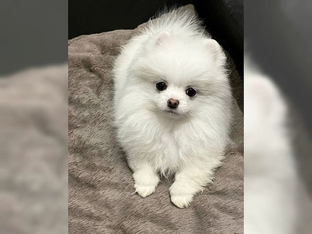 Mini Zwergspitz Pomeranian welpen mit Papieren