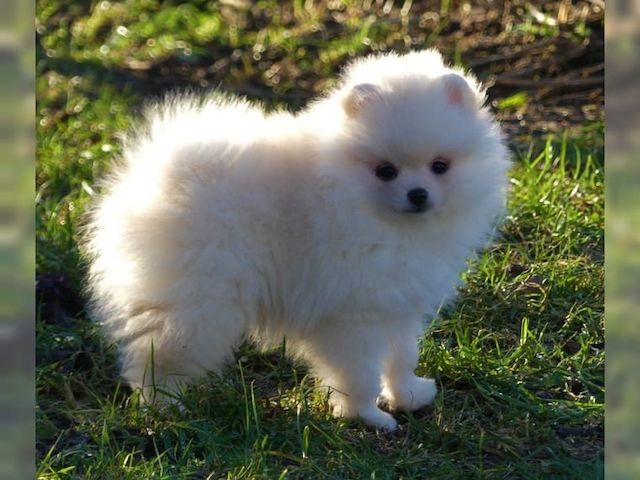 Mini Zwergspitz Pomeranian welpen mit Papieren