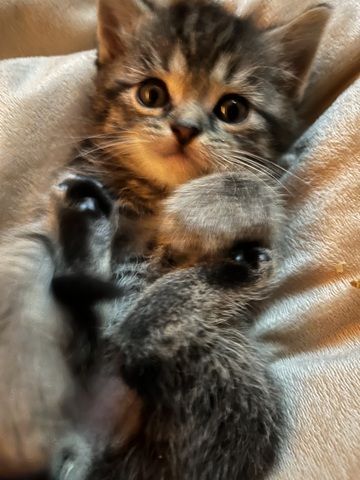 Liebevolle Menschenbezogene Kätzchen zu verkaufen