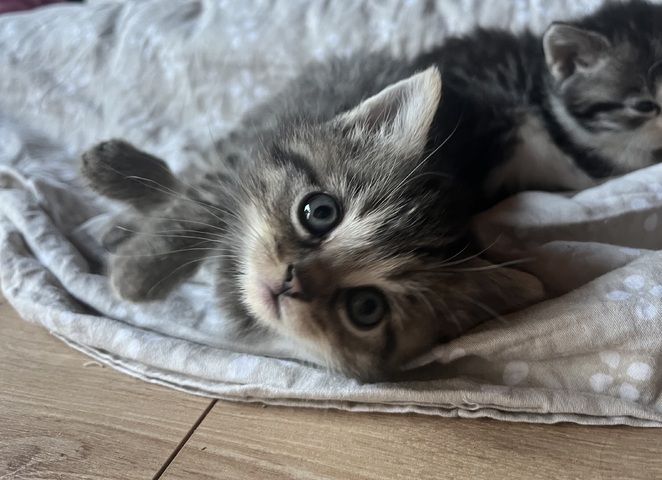 Liebevolle Menschenbezogene Kätzchen zu verkaufen