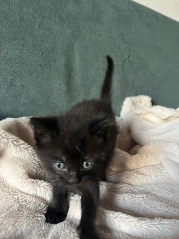 Liebevolle Menschenbezogene Kätzchen zu verkaufen