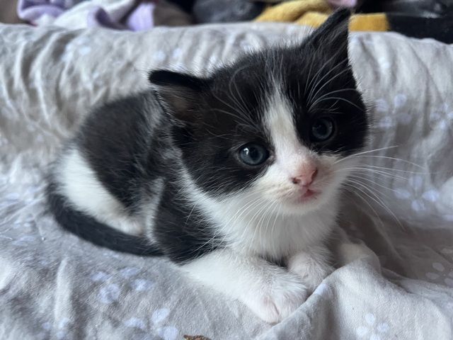 Liebevolle Menschenbezogene Kätzchen zu verkaufen